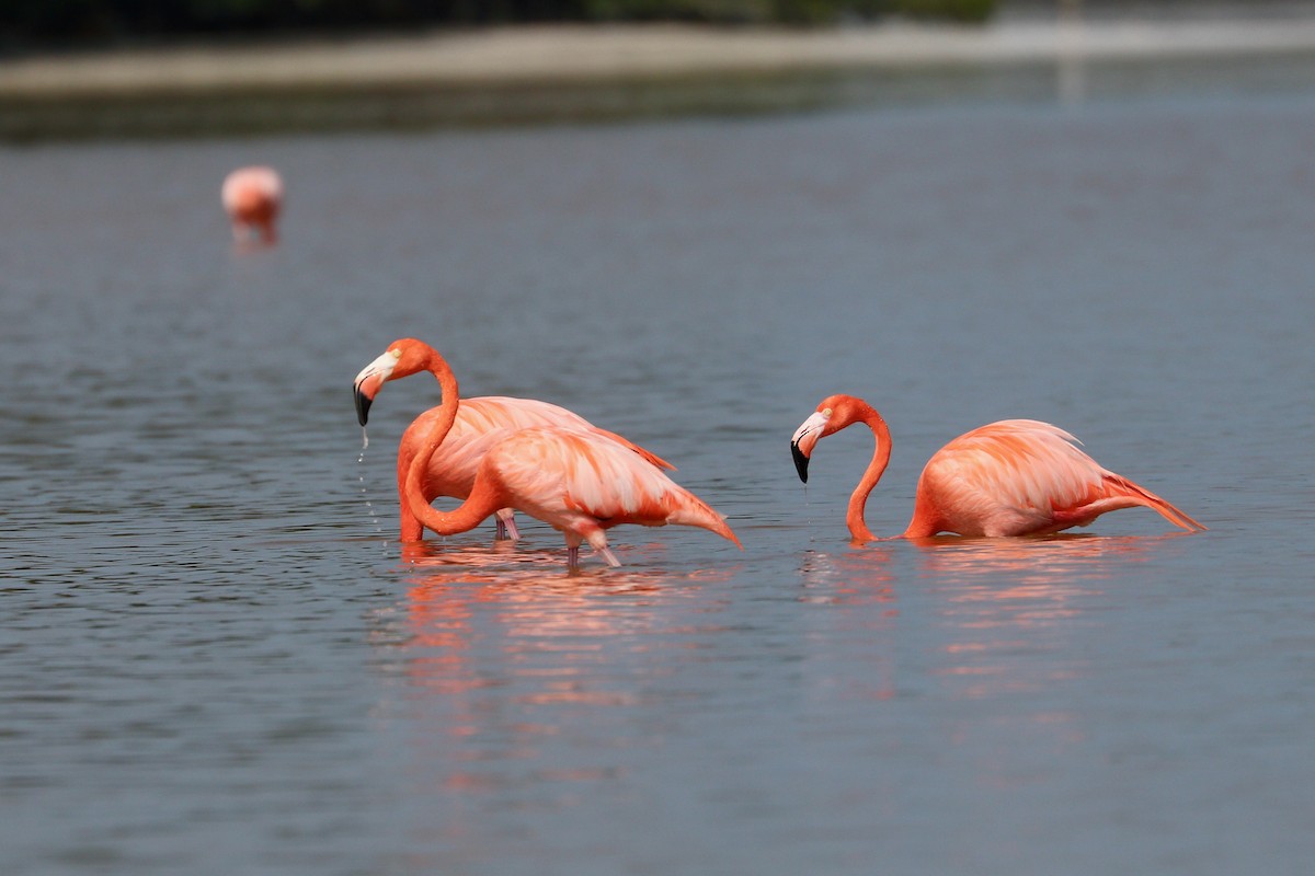 American Flamingo - Aaron Marshall