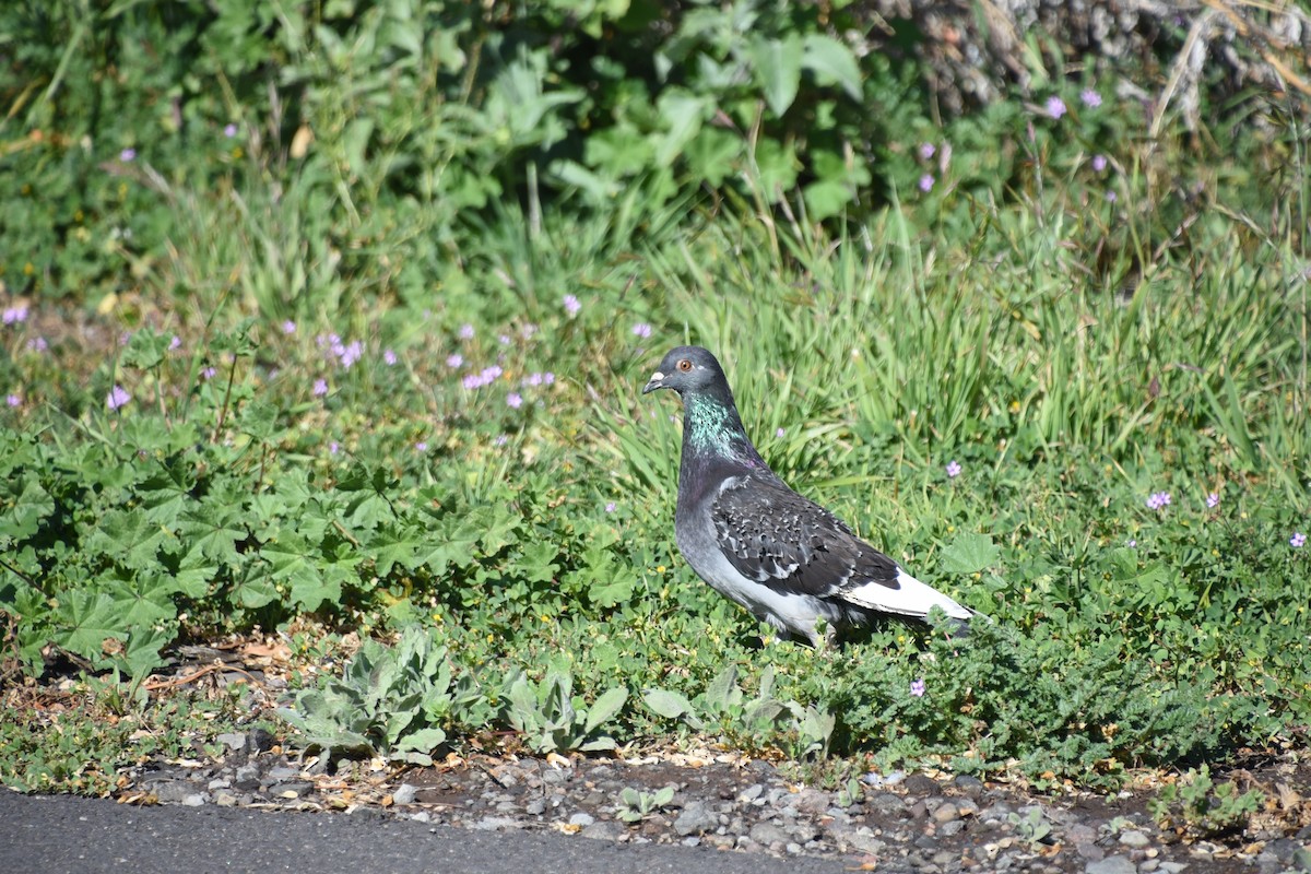 Rock Pigeon (Feral Pigeon) - ML209375131