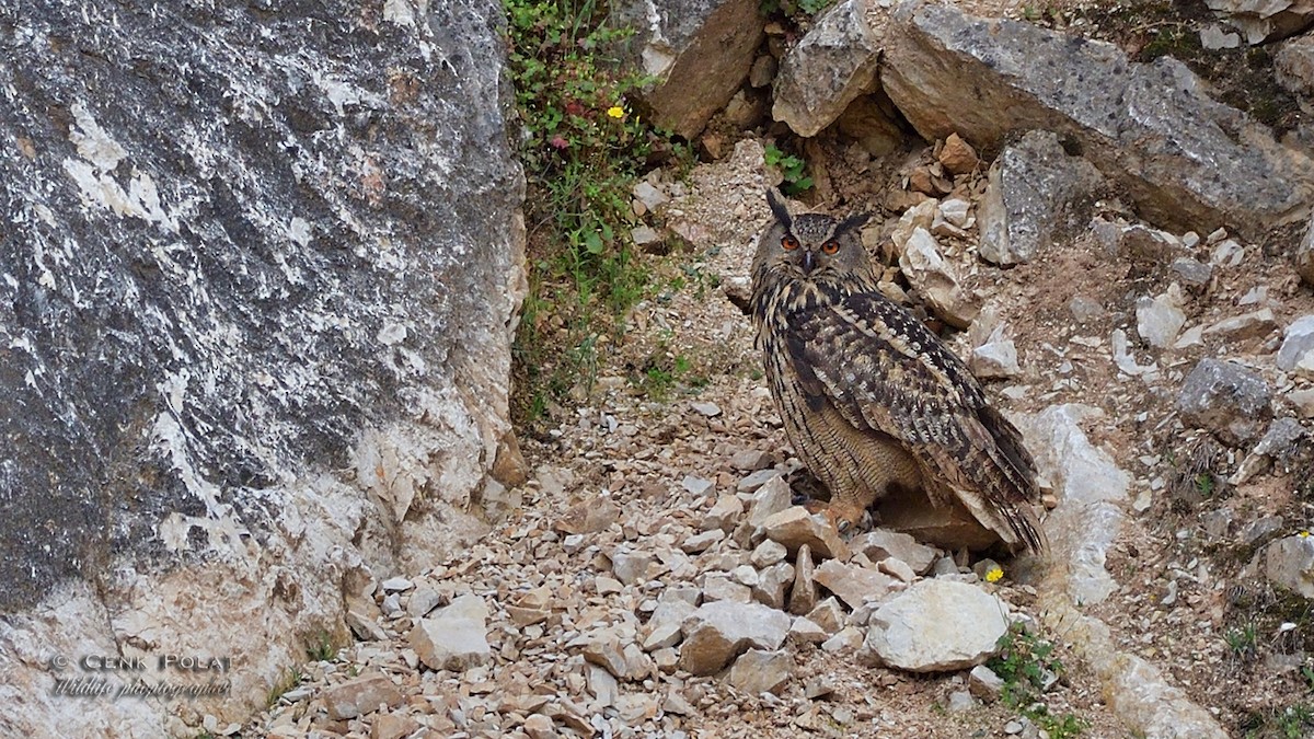 Eurasian Eagle-Owl - ML209376221