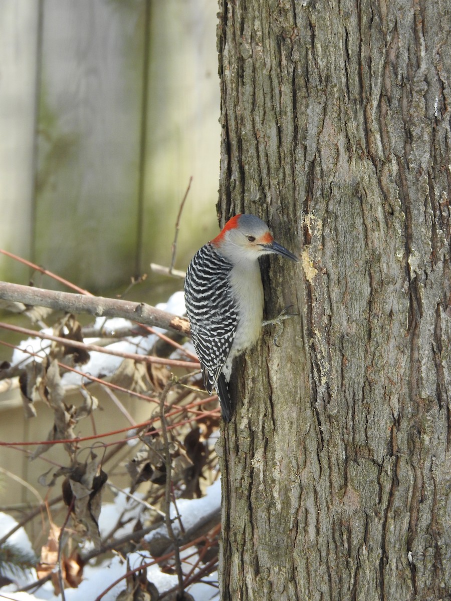 Red-bellied Woodpecker - ML209377291