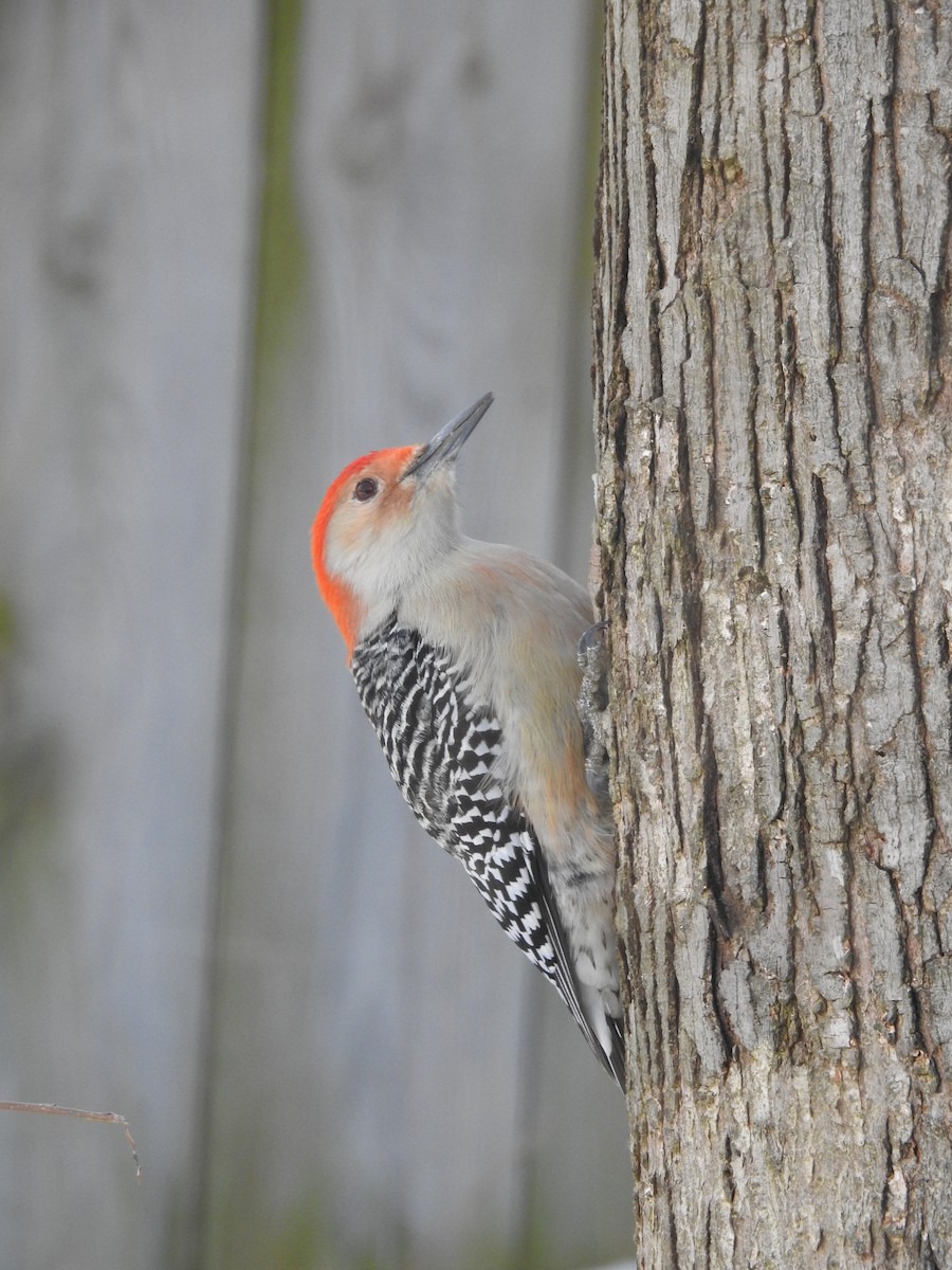 Red-bellied Woodpecker - ML209382511