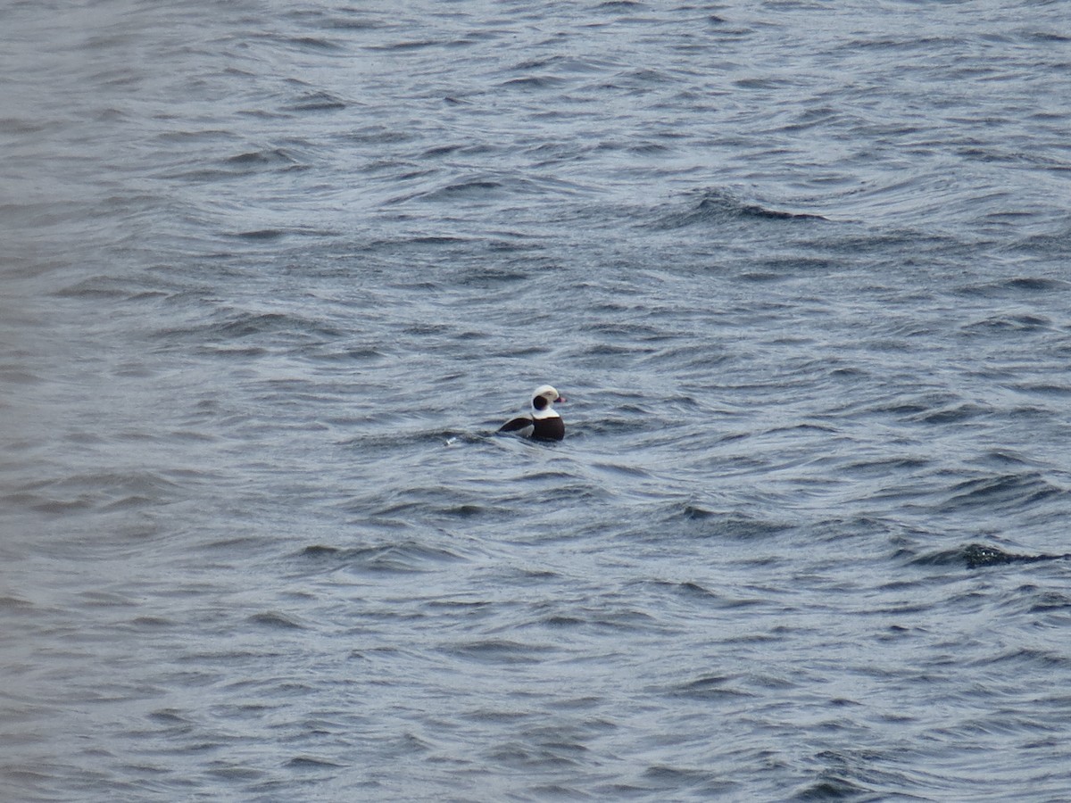 Long-tailed Duck - ML209382841