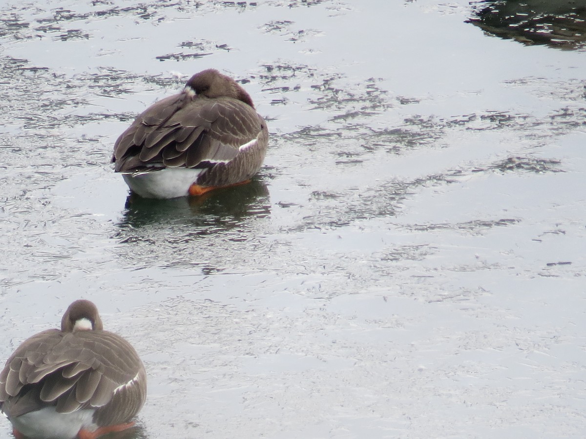 Greater White-fronted Goose - ML209383181