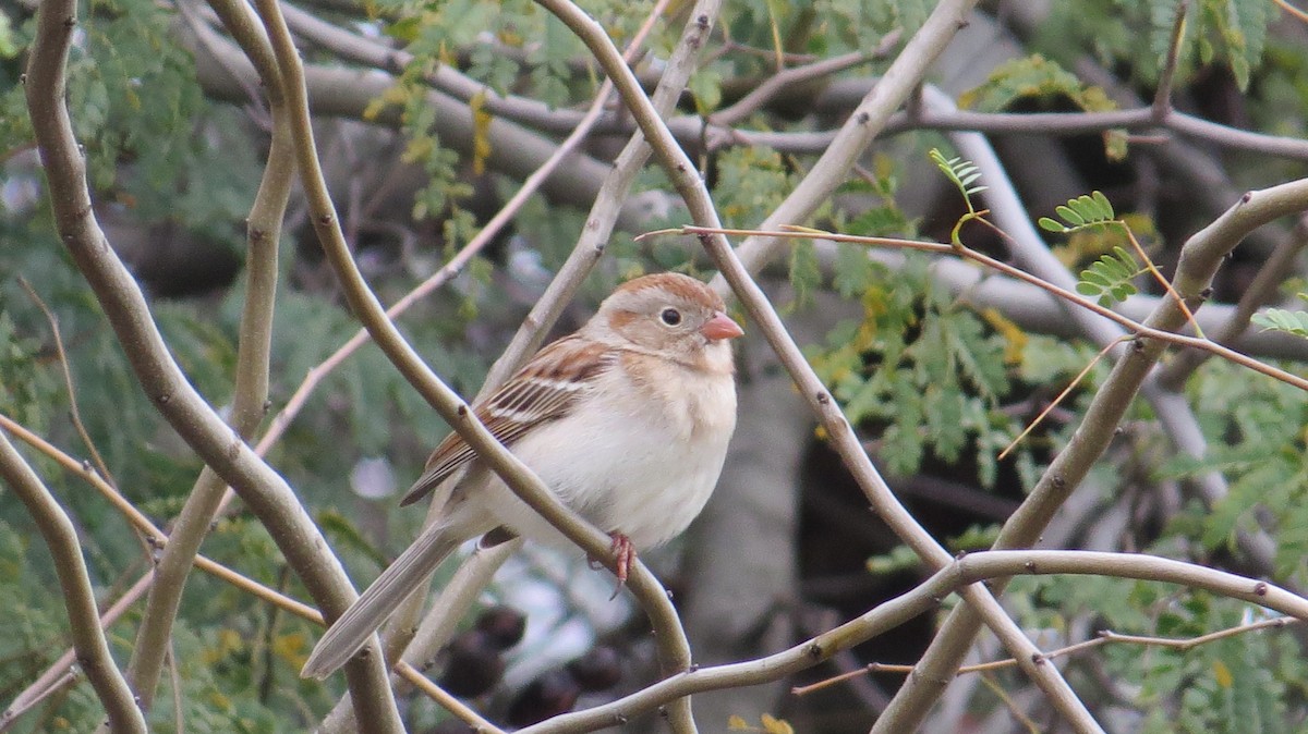 Field Sparrow - Becca Taylor