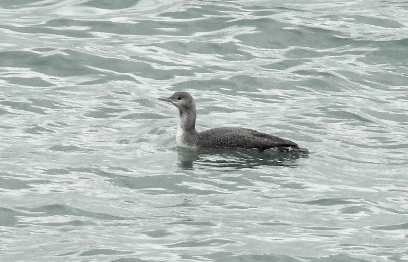 Red-throated Loon - ML20938641