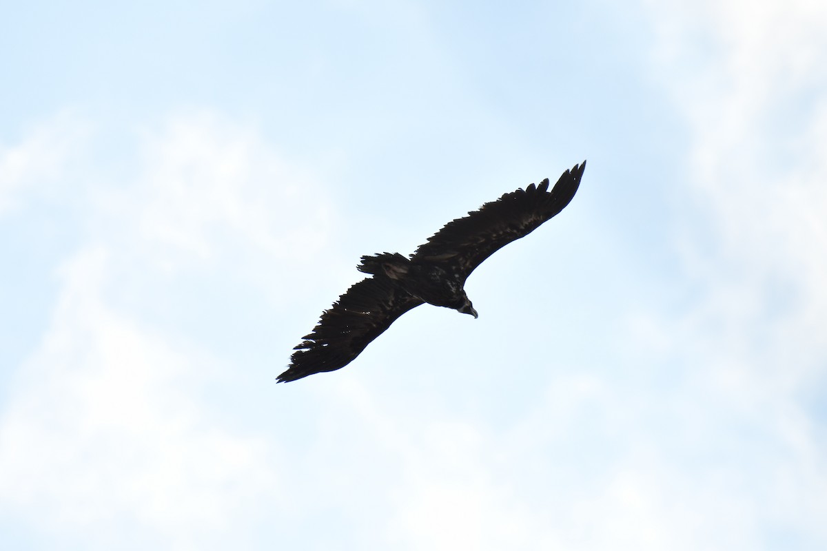 Cinereous Vulture - ML209387101
