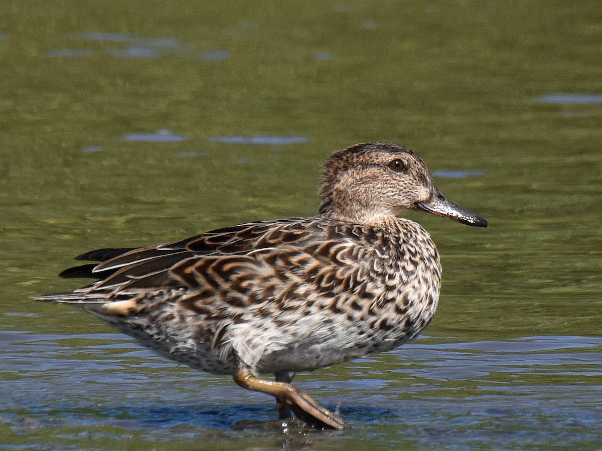Green-winged Teal - ML209387811