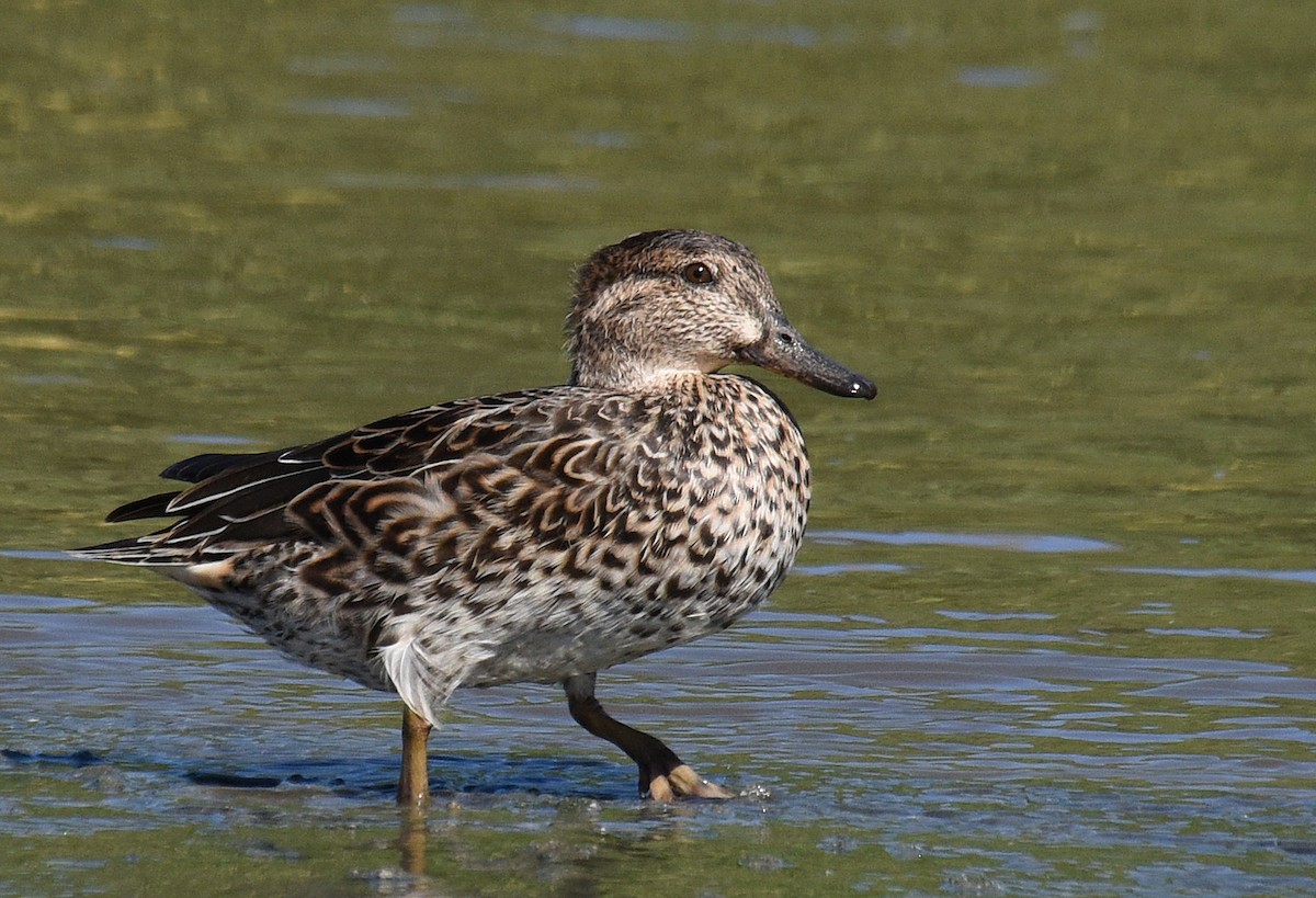 Green-winged Teal - ML209387831