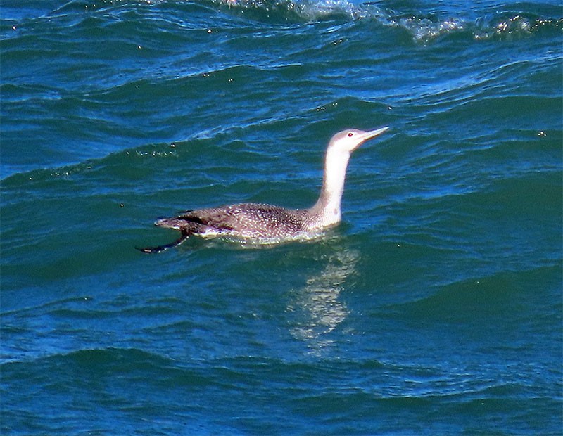 Red-throated Loon - ML209392301