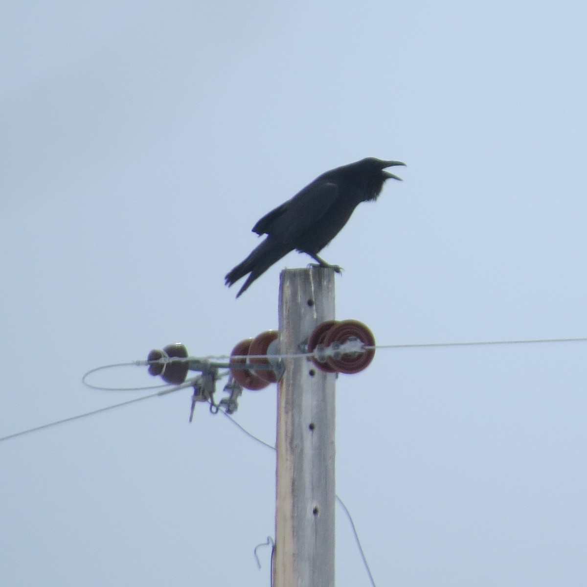 Common Raven - Jan Leonard