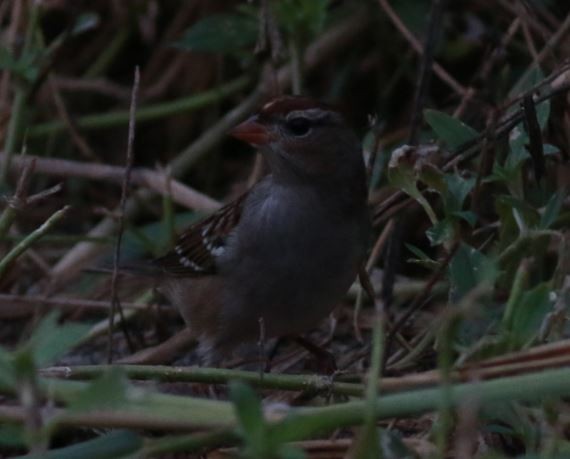White-crowned Sparrow - Kenny BirdingRx