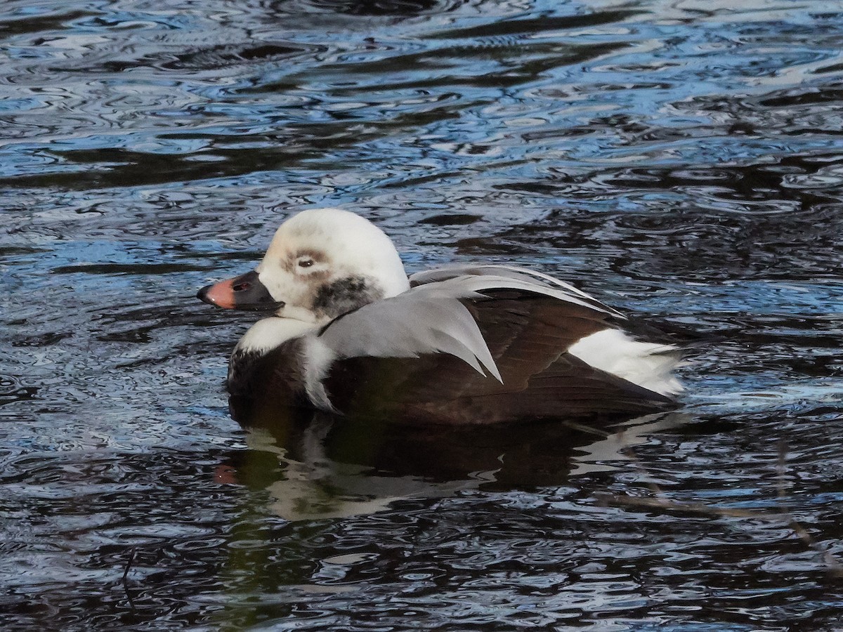 Long-tailed Duck - ML209398321