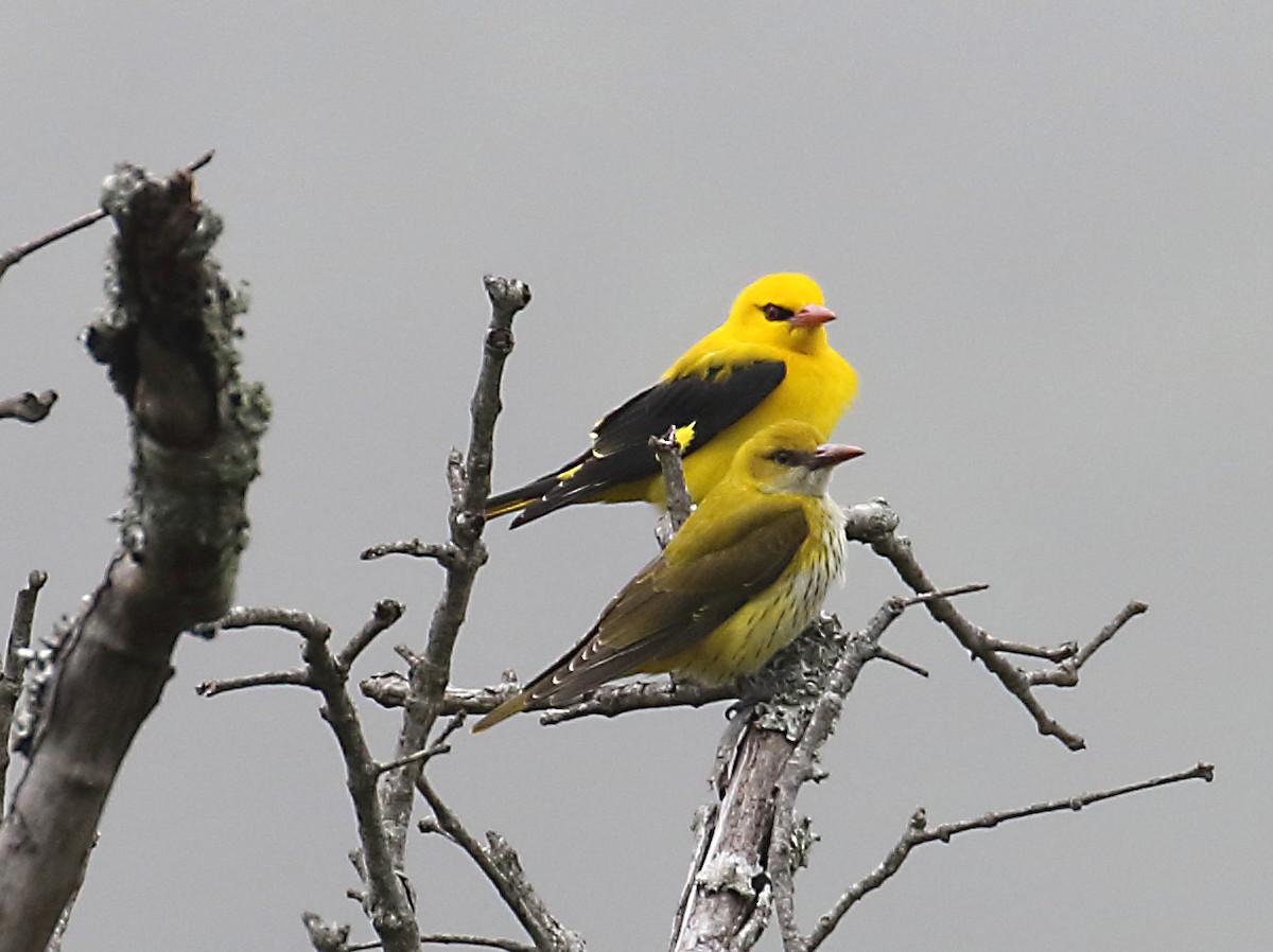 Indian Golden Oriole - ML209400281