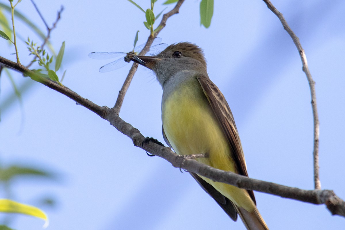 Great Crested Flycatcher - ML209401391
