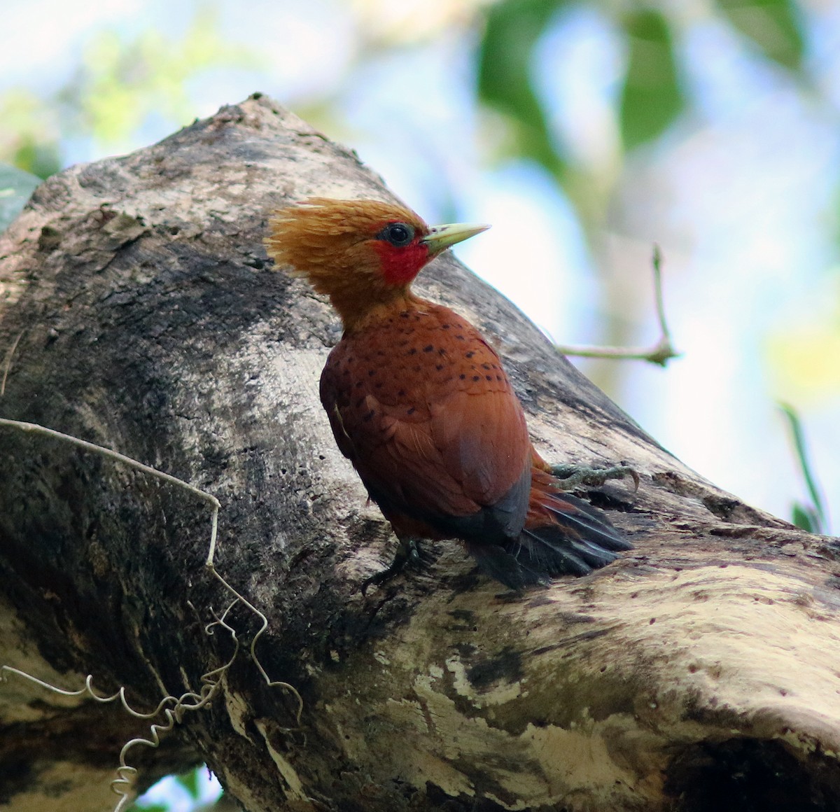 Chestnut-colored Woodpecker - ML209407351
