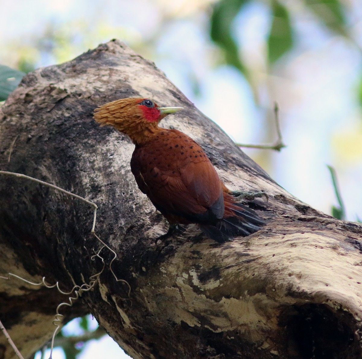 Chestnut-colored Woodpecker - ML209407361