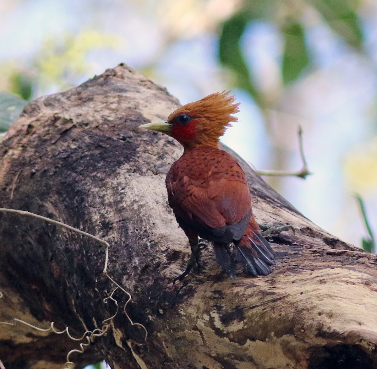 Chestnut-colored Woodpecker - ML209407371