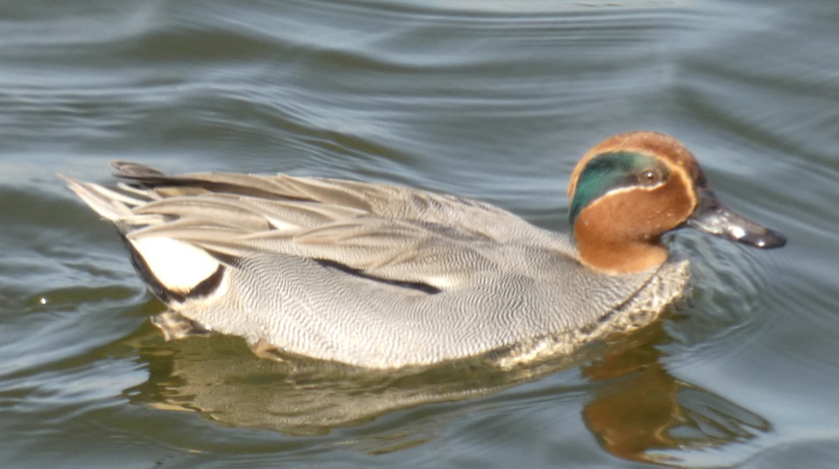 Green-winged Teal - ML209415181