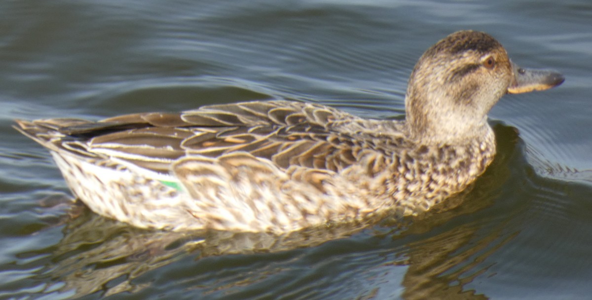 Green-winged Teal - ML209415191