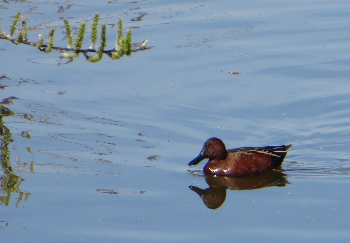 eBird Checklist - 15 Feb 2020 - Oso Flaco Lake (not for beach/ocean ...