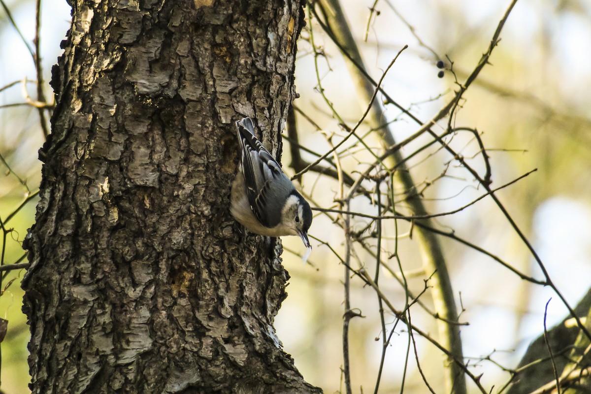 White-breasted Nuthatch - ML209416011