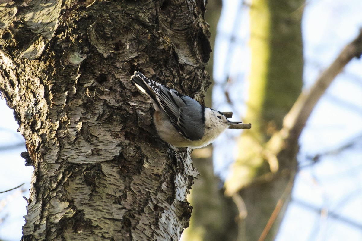 White-breasted Nuthatch - ML209416151