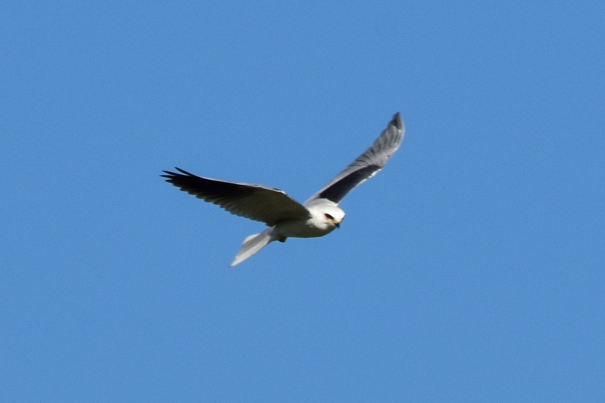 White-tailed Kite - Alison Bentley