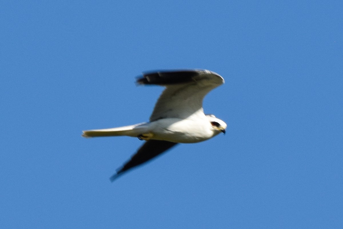 White-tailed Kite - ML209416791