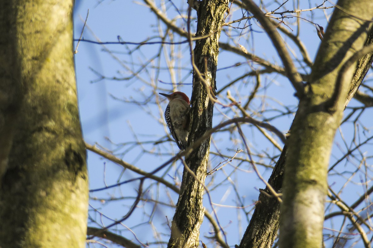 Red-bellied Woodpecker - ML209417621