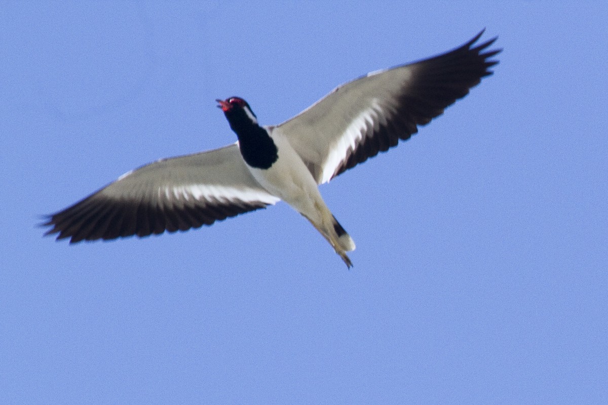 Red-wattled Lapwing - Gordon Dimmig