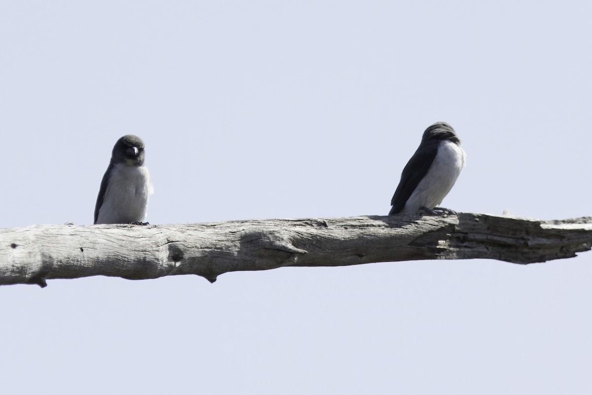 White-breasted Woodswallow - ML209435901