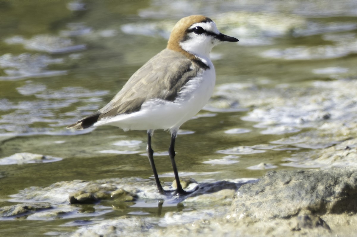 Red-capped Plover - James King