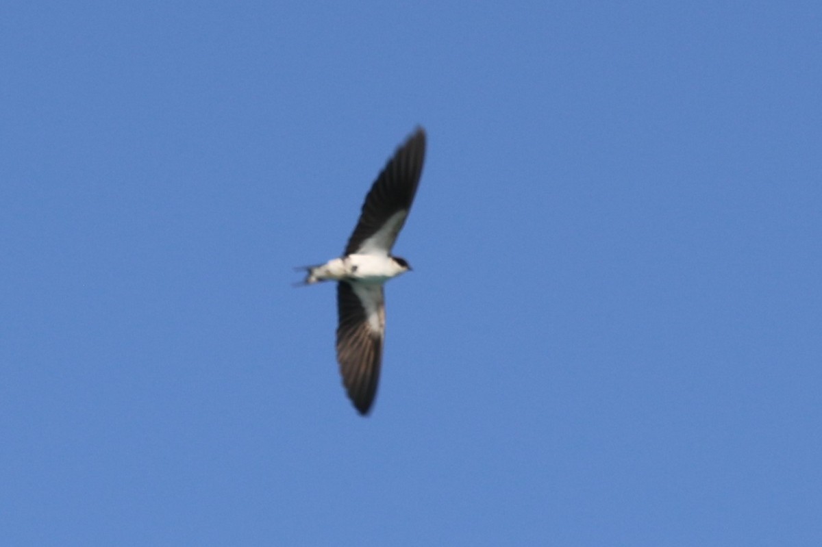 Wire-tailed Swallow - Jan Badura