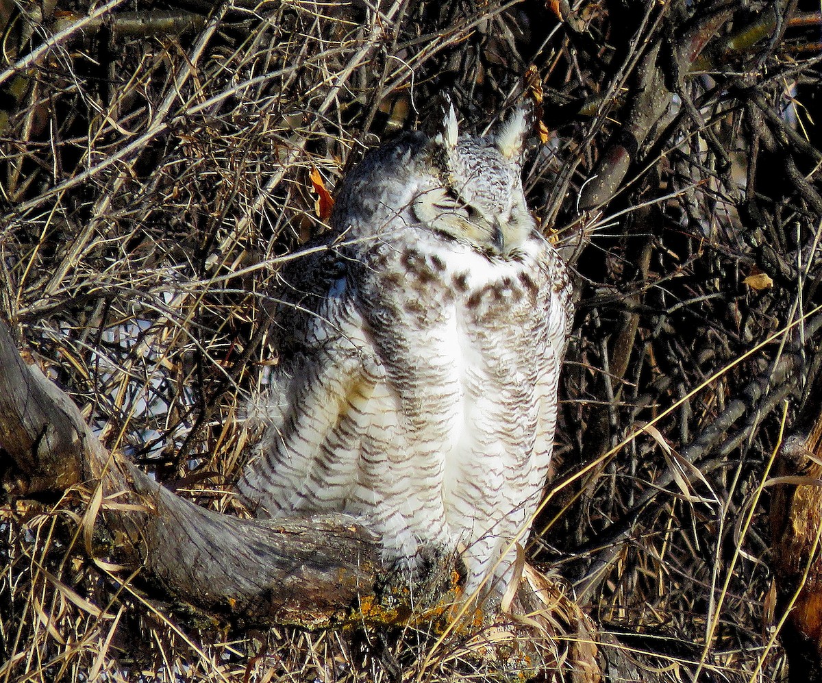 Great Horned Owl - Larry Larson