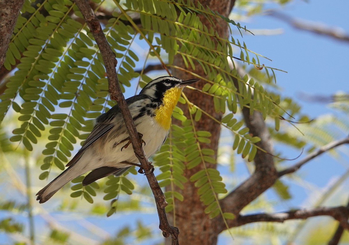 Yellow-throated Warbler - Paul Prior