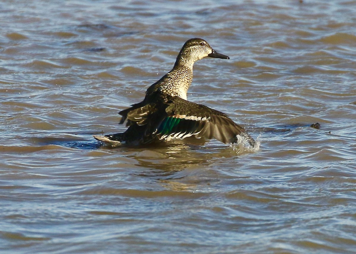 Green-winged Teal - ML209441061