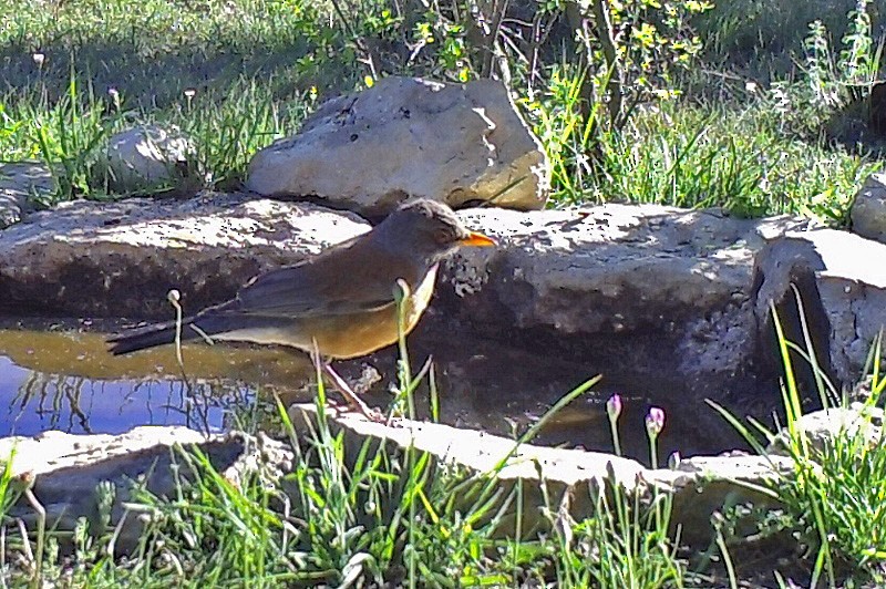 Rufous-backed Robin - Terry Hibbitts