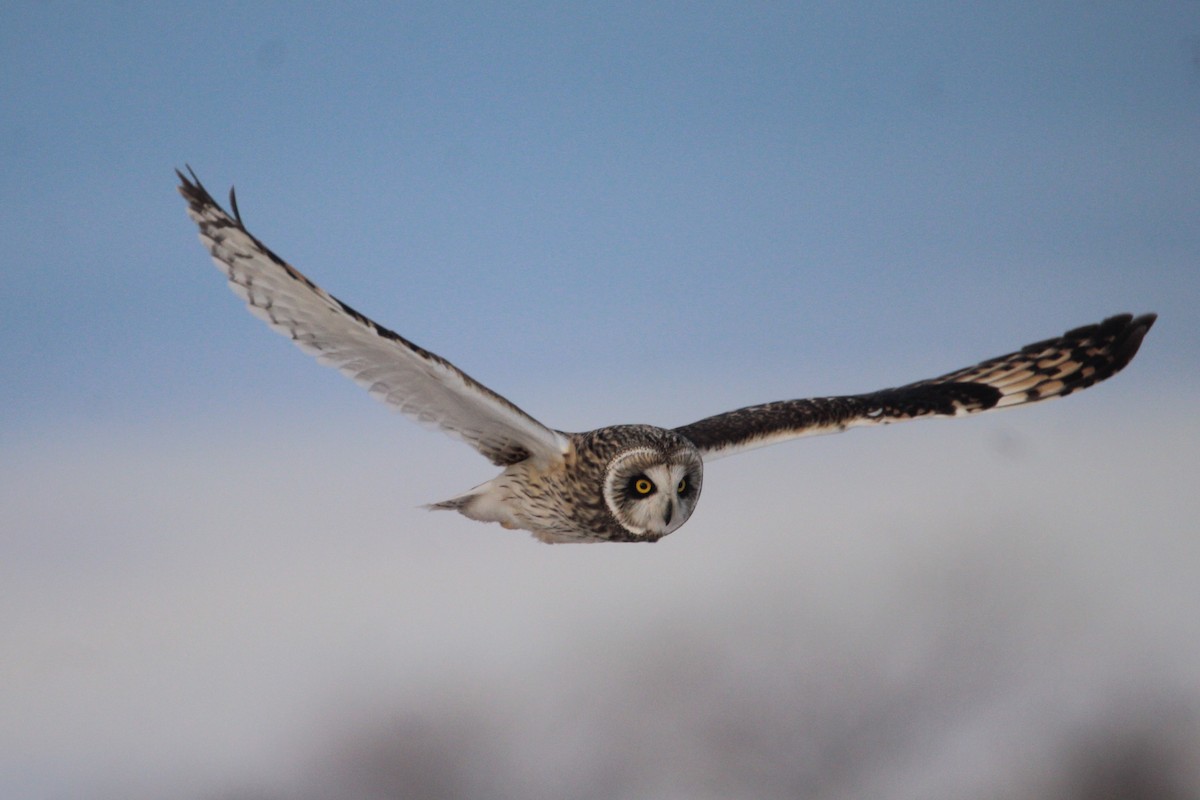 Short-eared Owl - Patrick Sysiong