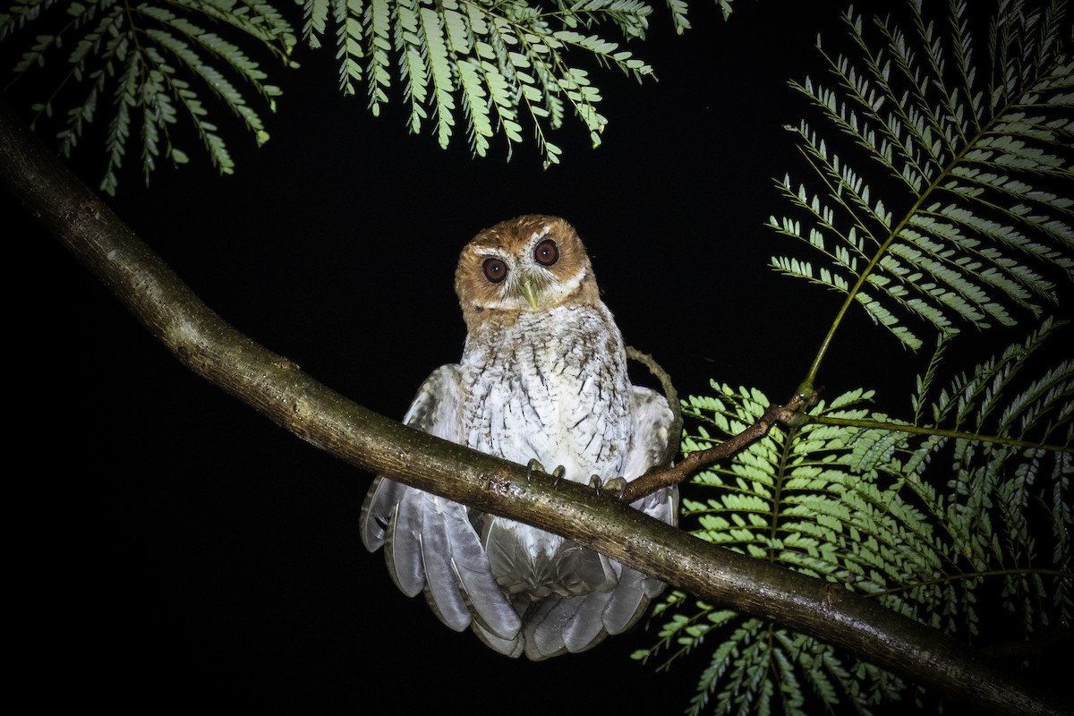 Puerto Rican Owl - Chris Burney