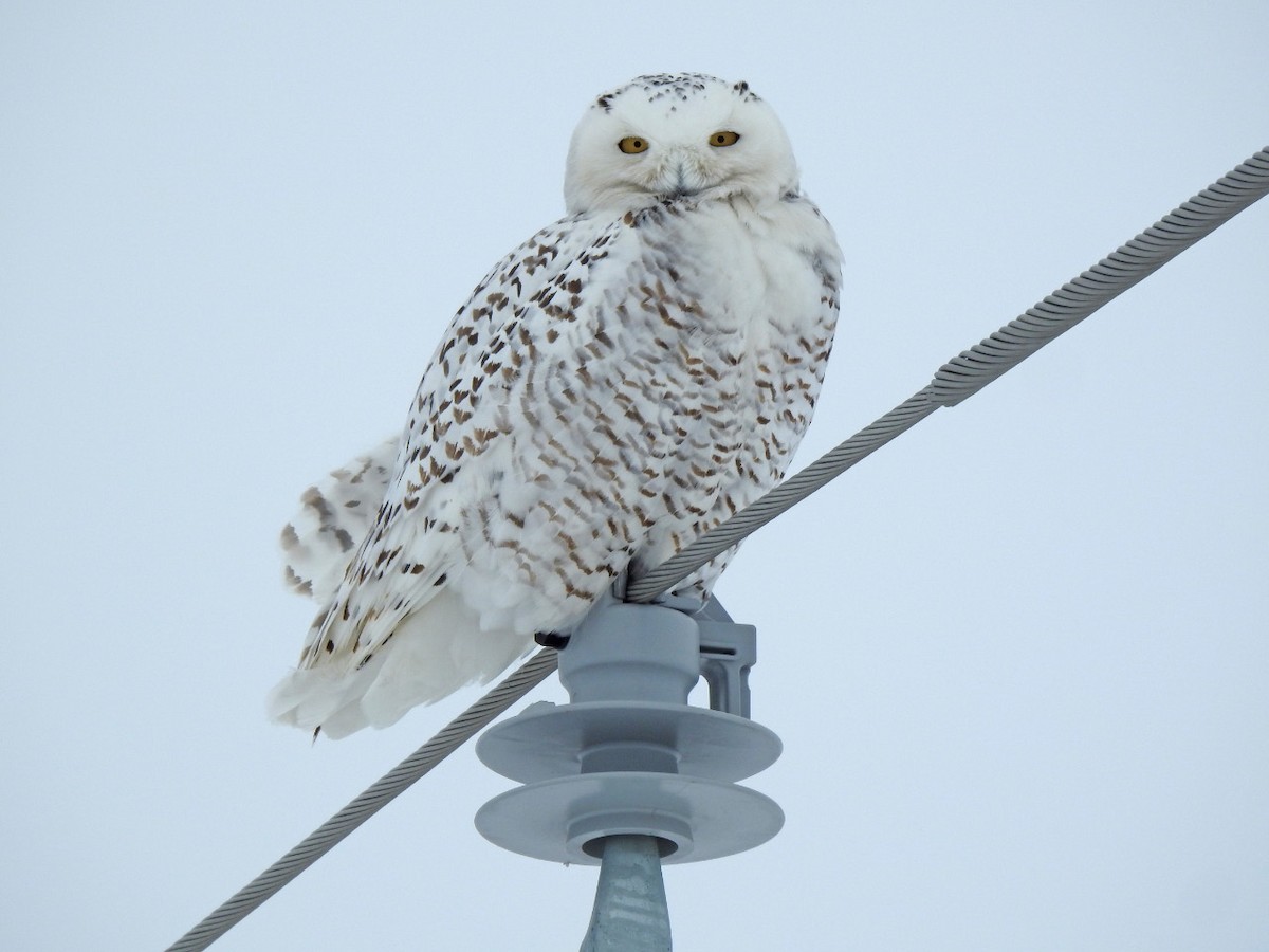 Snowy Owl - ML209459671