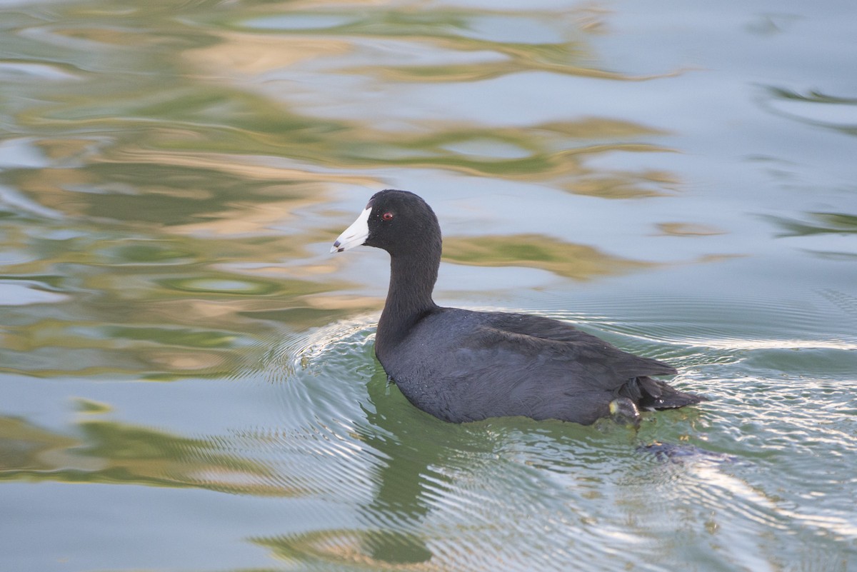 American Coot (Red-shielded) - Randy Harwood