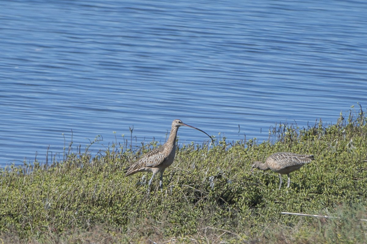 Long-billed Curlew - ML20946291