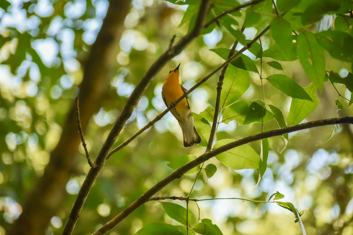 Prothonotary Warbler - ML209468991
