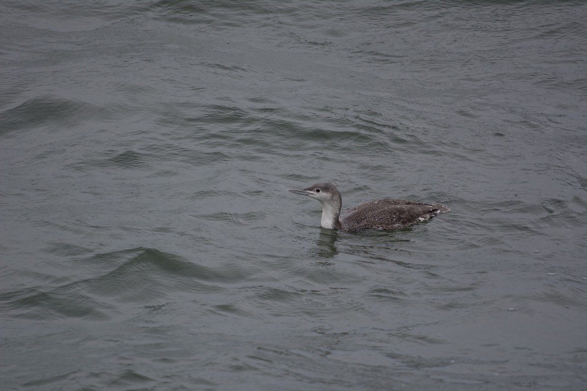 Red-throated Loon - ML209470541