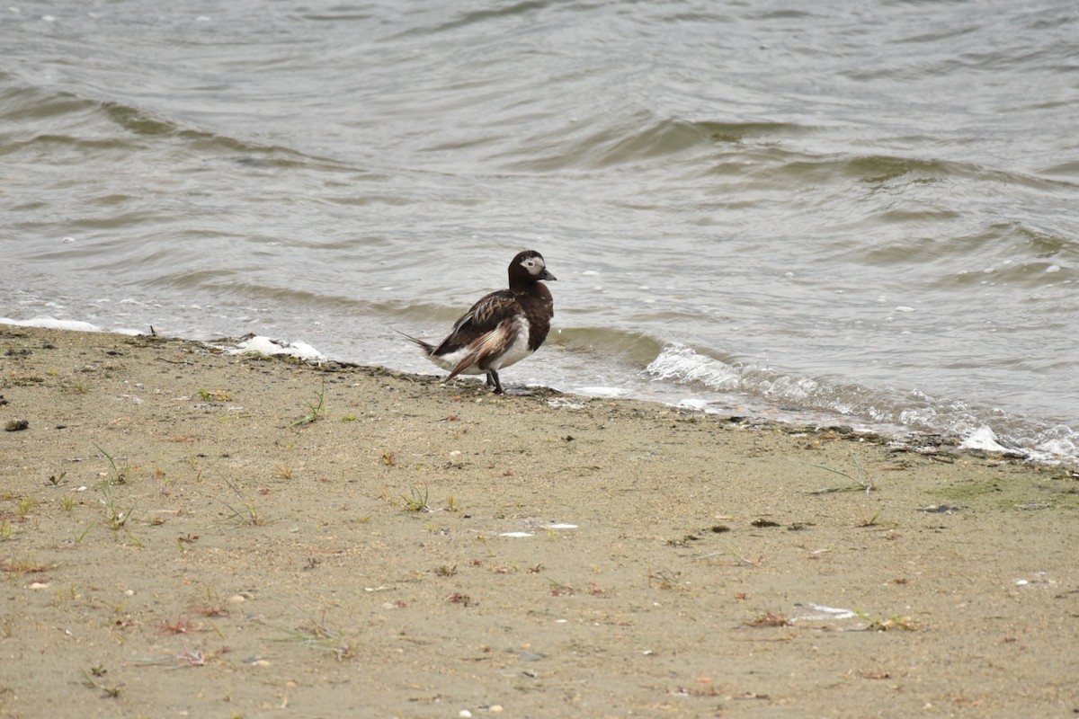 Long-tailed Duck - ML209472171