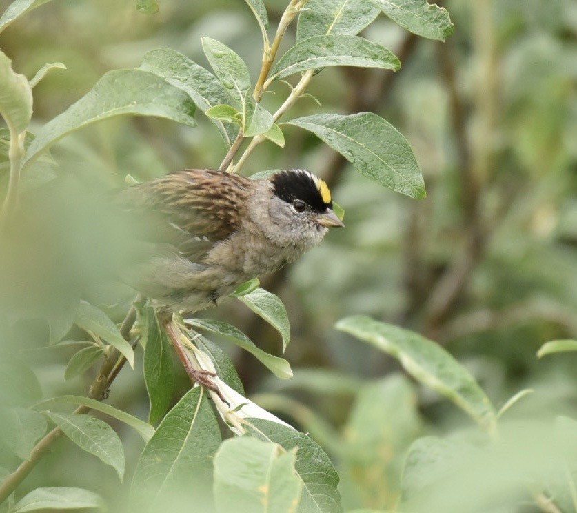 Golden-crowned Sparrow - ML209475351