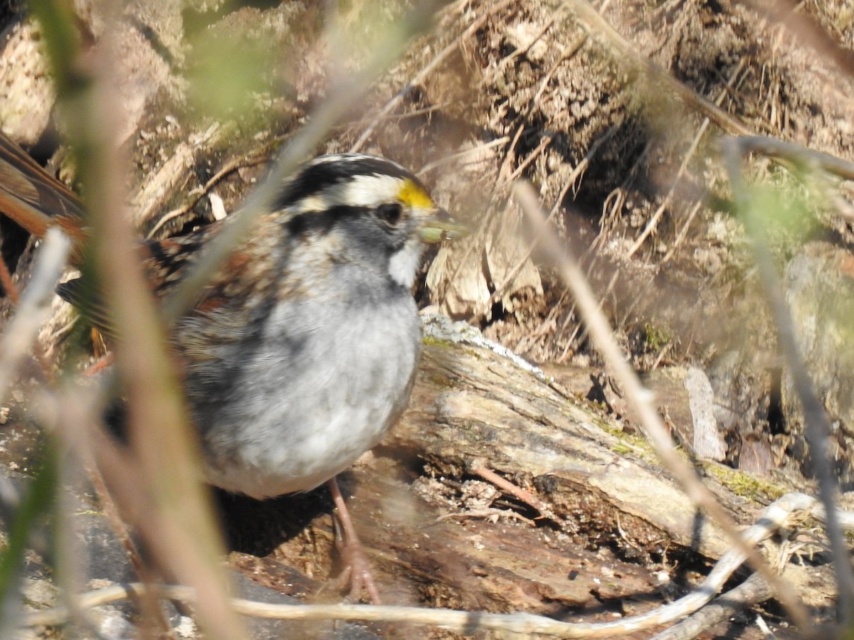 White-throated Sparrow - ML209476041