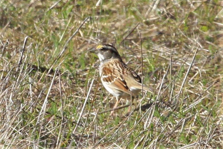 White-throated Sparrow - Kent Forward