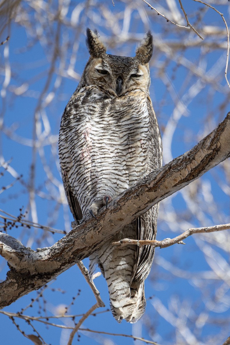 Great Horned Owl - ML209479481