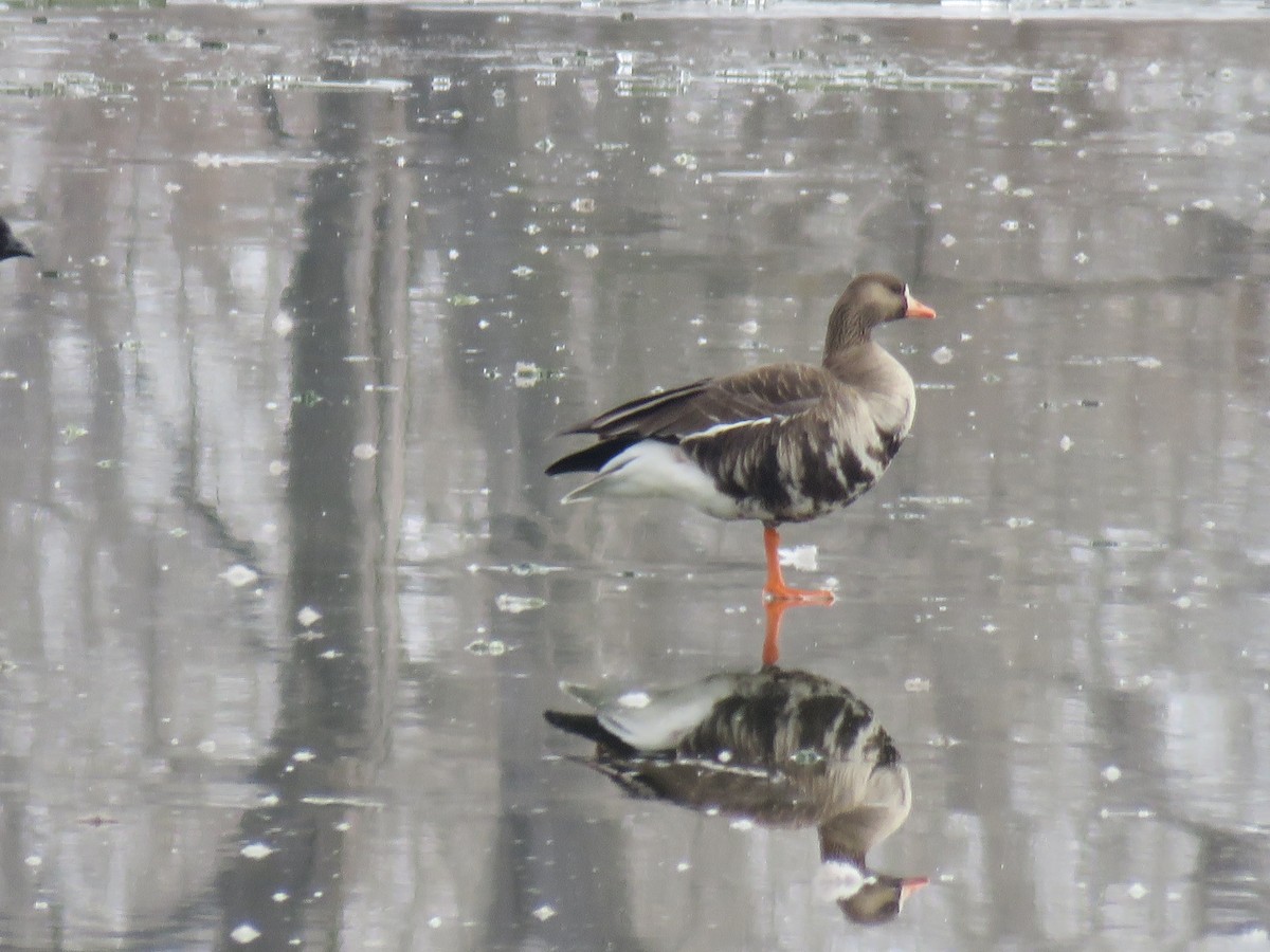 Greater White-fronted Goose - ML209480381
